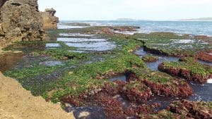 Foraging for Seaweed: Top In-Depth Guide for the UK