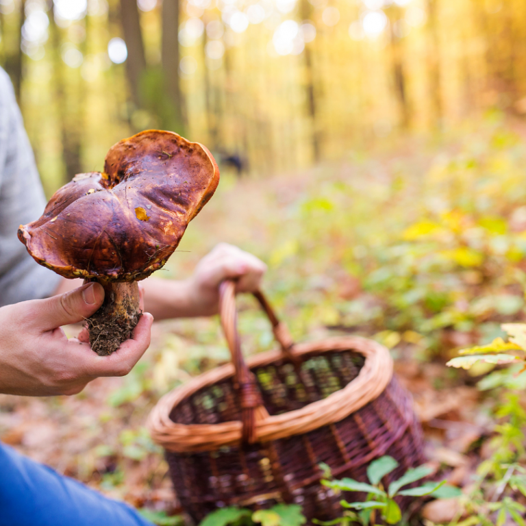 foraging mushrooms boletus