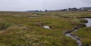 Foraging on the Marsh