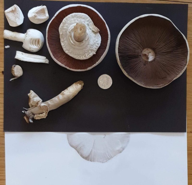 mushroom spore print