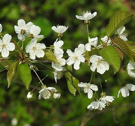 Ticket: Forage and Cook - Cornwall 2023/06/16 - 2023/06/16