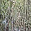 British Trees in Winter