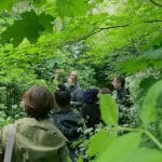 Group foraging amongst beech trees