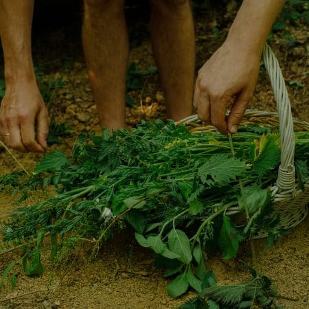 Ticket: Foraging Walk - Cheshire 2024/01/27 - 2024/01/27