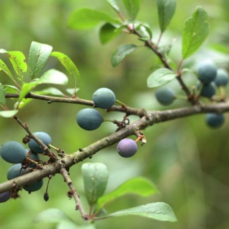 Ticket: Forage and Cook - Gloucestershire  -