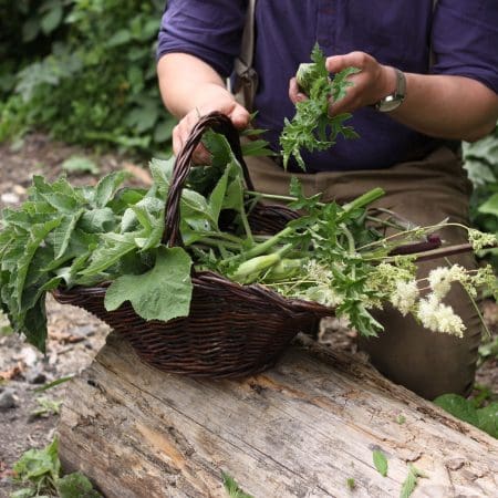 Ticket: Foraging Walk - Nottingham 2024/01/20 - 2024/01/20
