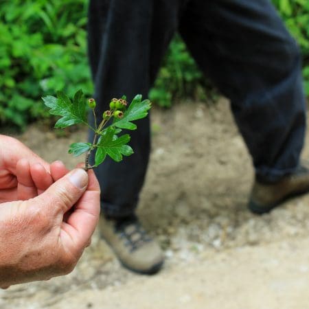 Ticket: Forage and Cook - Worcester  -