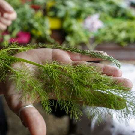 Ticket: Forage and Cook - Devon  -