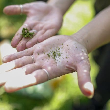 Ticket: Forage and Cook - Sussex  -