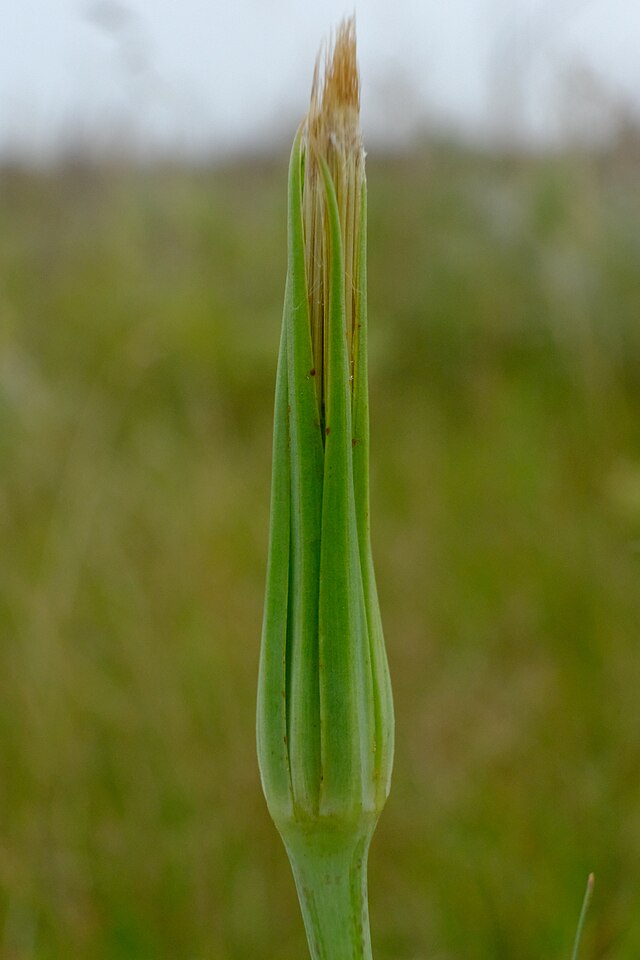 Salsify (Tragopogon porrifolius) Identification