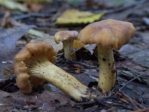 Amethyst Chanterelle (Cantharellus Amethysteus) Identification