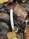 dog stinkhorn mushroom