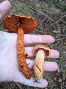 deadly webcap mushroom in hand