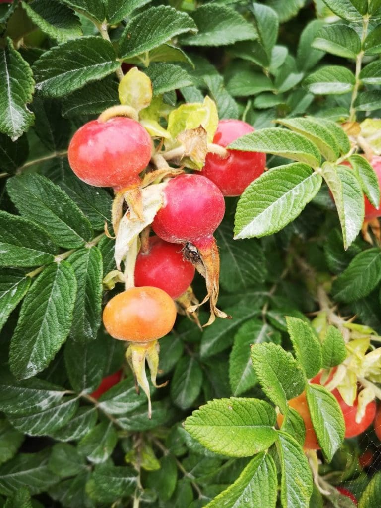 Japanese rose (Rosa rugosa) Identification