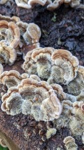 Tripe Fungus on log