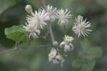 Clematis, nice shot of the flowers