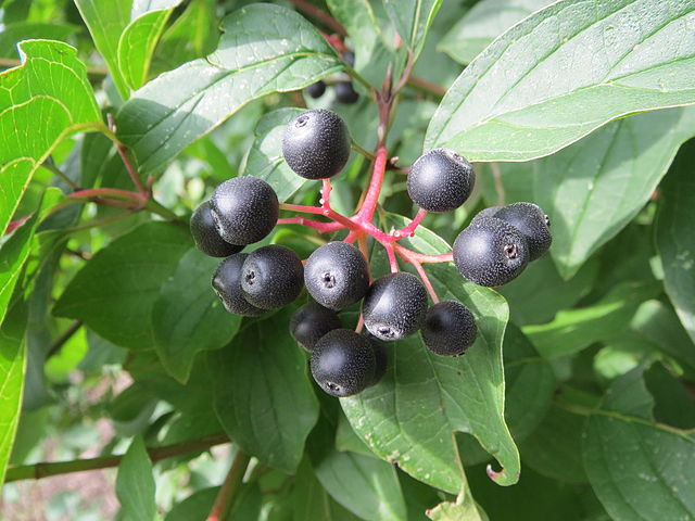 Common Dogwood (Cornus sanguinea) Identification