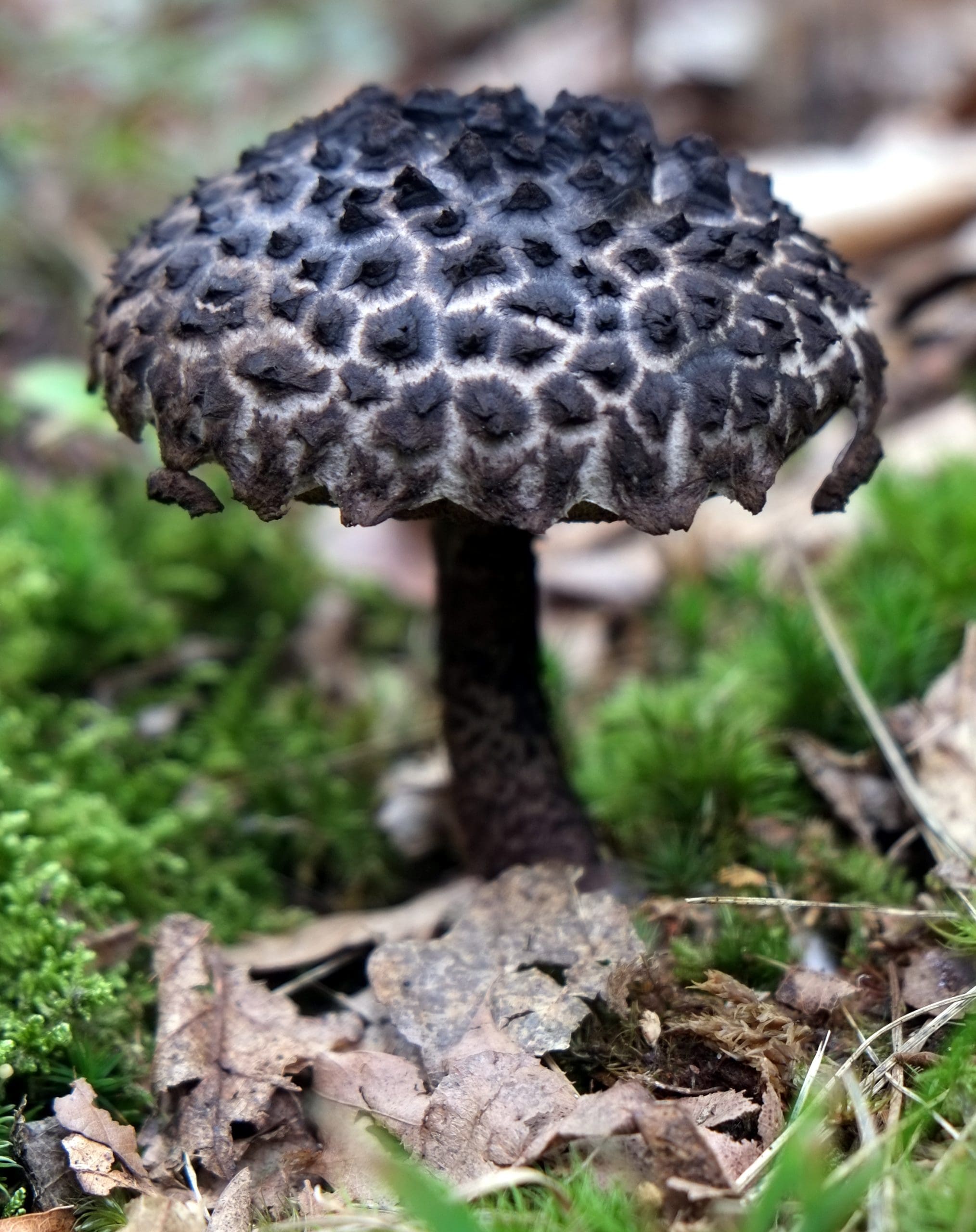 Old Man of the Woods Mushroom