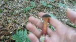 a hand holding a matt bolete mushroom