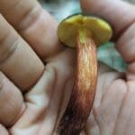 a hand holding a matt bolete mushroom side on