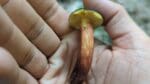 a hand holding a matt bolete mushroom side on