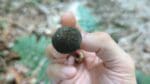 a hand holding a matt bolete mushroom from the top