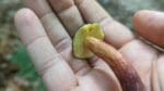 matt bolete mushrooms