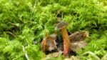 a matt bolete mushroom growing in the grass