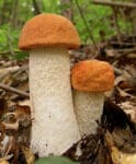 two aspen bolete mushrooms together