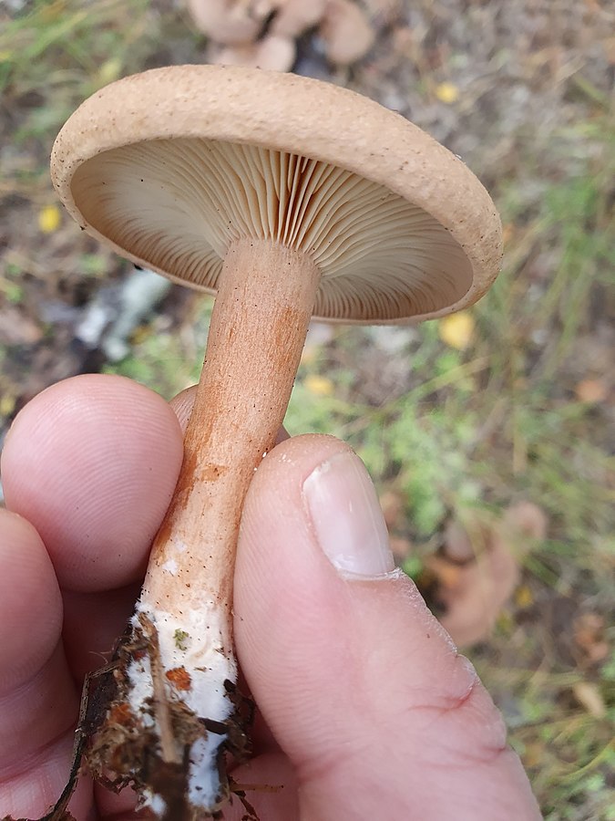 Fenugreek milkcap mushroom exuding clear, watery latex – the “ghost milk” of this chemical warrior.