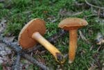 Peppery Bolete mushrooms growing in the grass