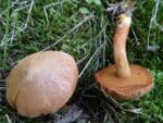 a close up of Peppery Bolete mushrooms