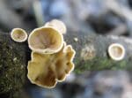 poplar bell fungus close up