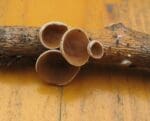 poplar bell fungus on wood