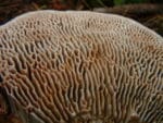 underside of oak mazegill