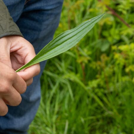 Ticket: Foraging Walk in Cornwall 22/10/2024 - 22/10/2024