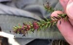 crowberry flowers