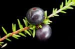 crowberry fruit close up