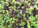 crowberry fruit on bush