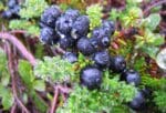 crowberry fruit in rain