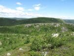 crowberry habitat