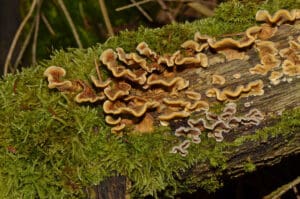 hairy curtain crust in group