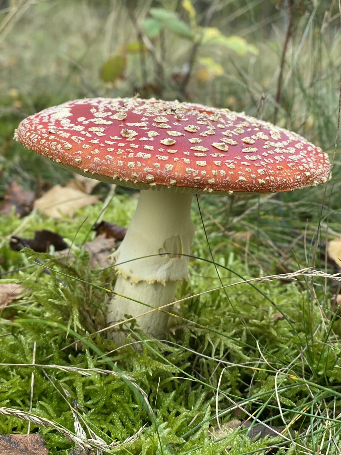 Top 20 Poisonous Mushrooms In The UK To Avoid top-20-poisonous-mushrooms-in-the-uk-to-avoid