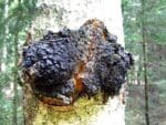 chaga