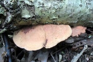 a group of mushrooms growing on a tree branch