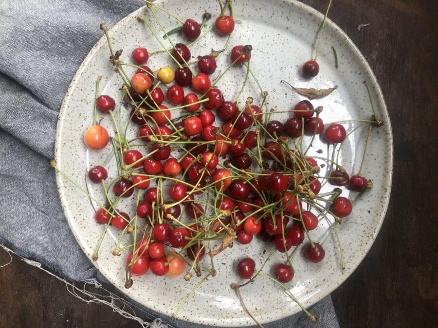 Ticket: Forage and Fermentation Masterclass – Hampshire 10/01/2025 - 10/01/2025