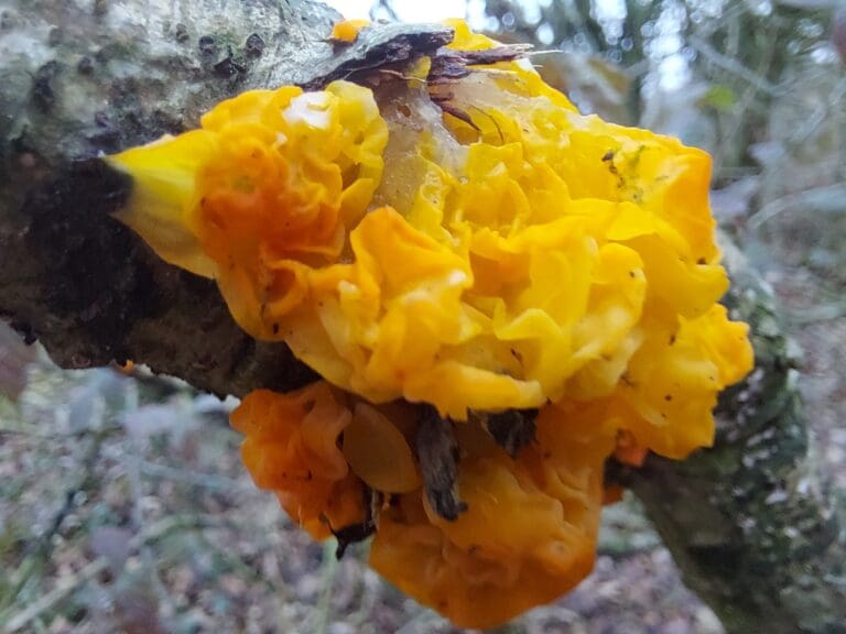 Yellow Brain Fungus (Tremella mesenterica) Identification